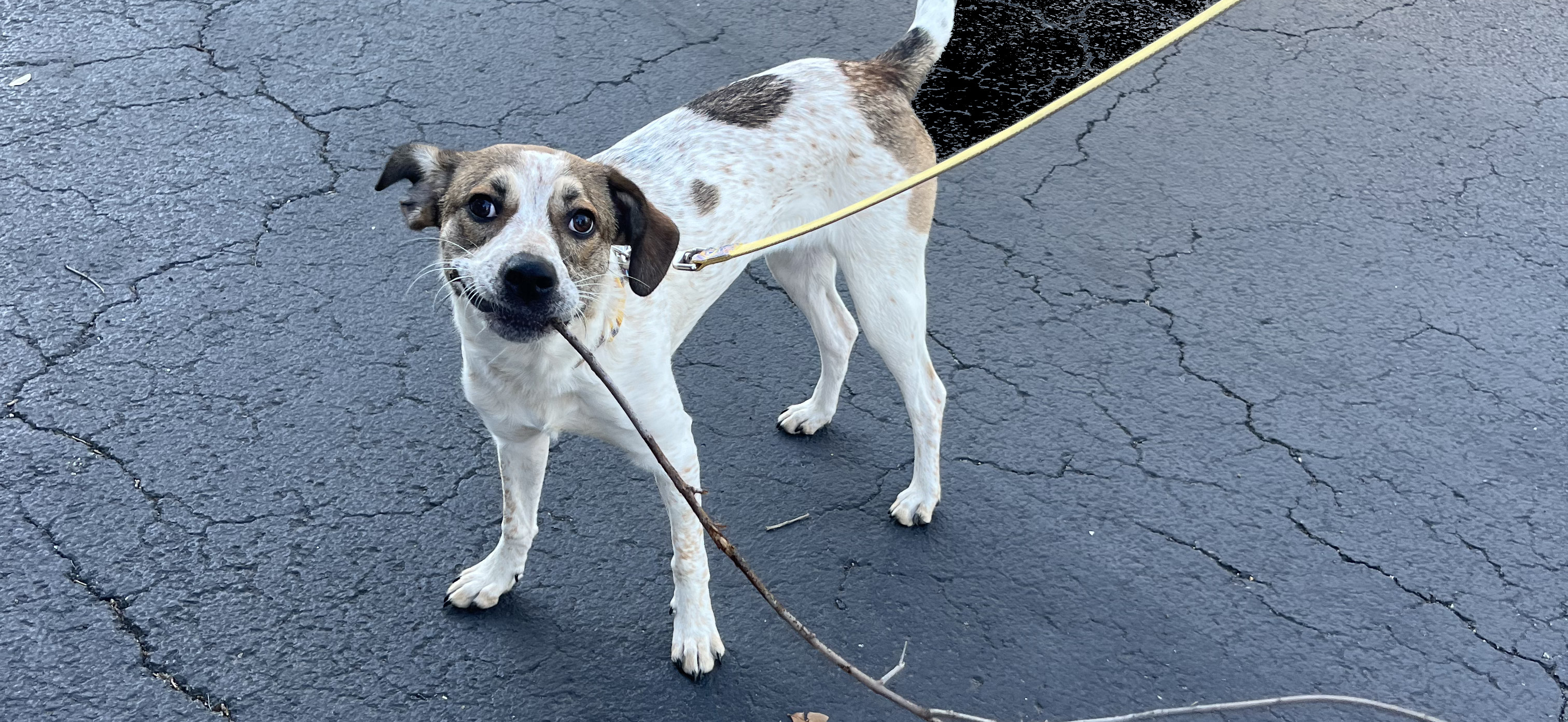 Lily likes her stick
